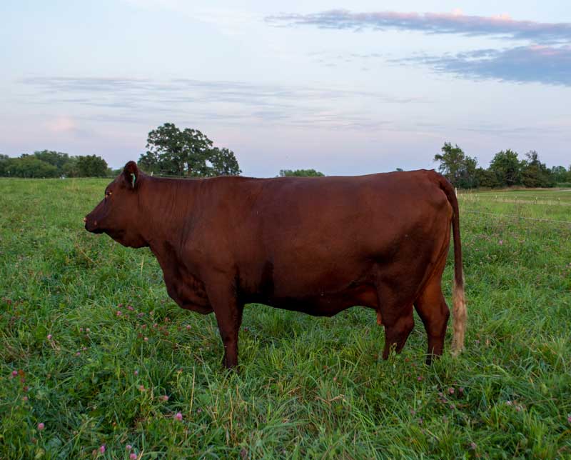 Registered Devon Cows